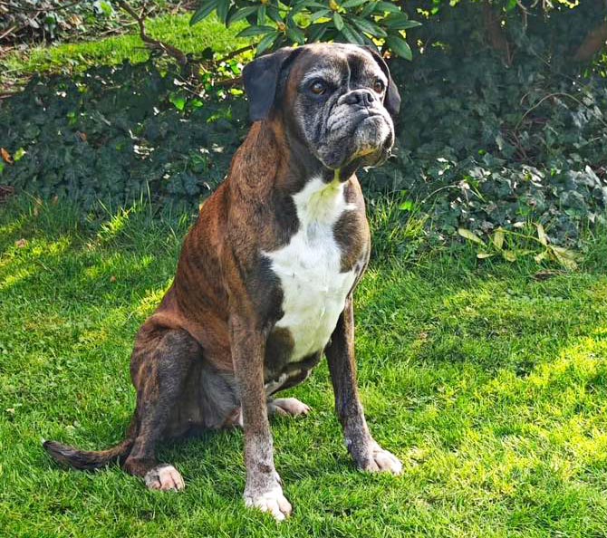 Xindy von den kleinen Strolchen