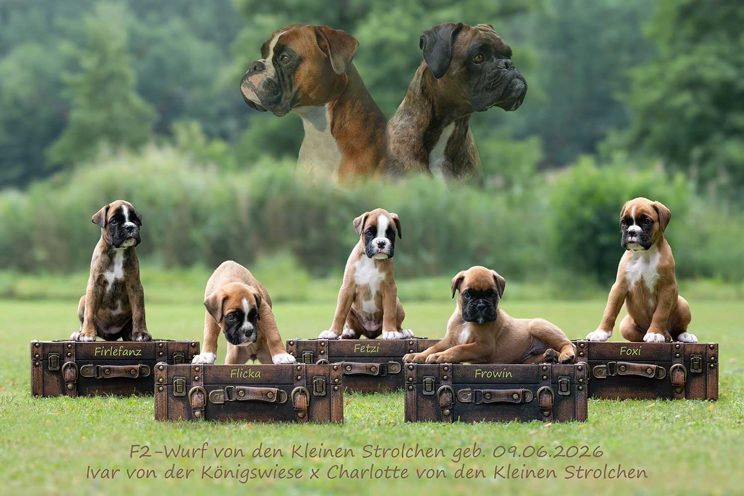 F2-Wurf-Koffer F2 Wurf von den Kleinen Strolchen