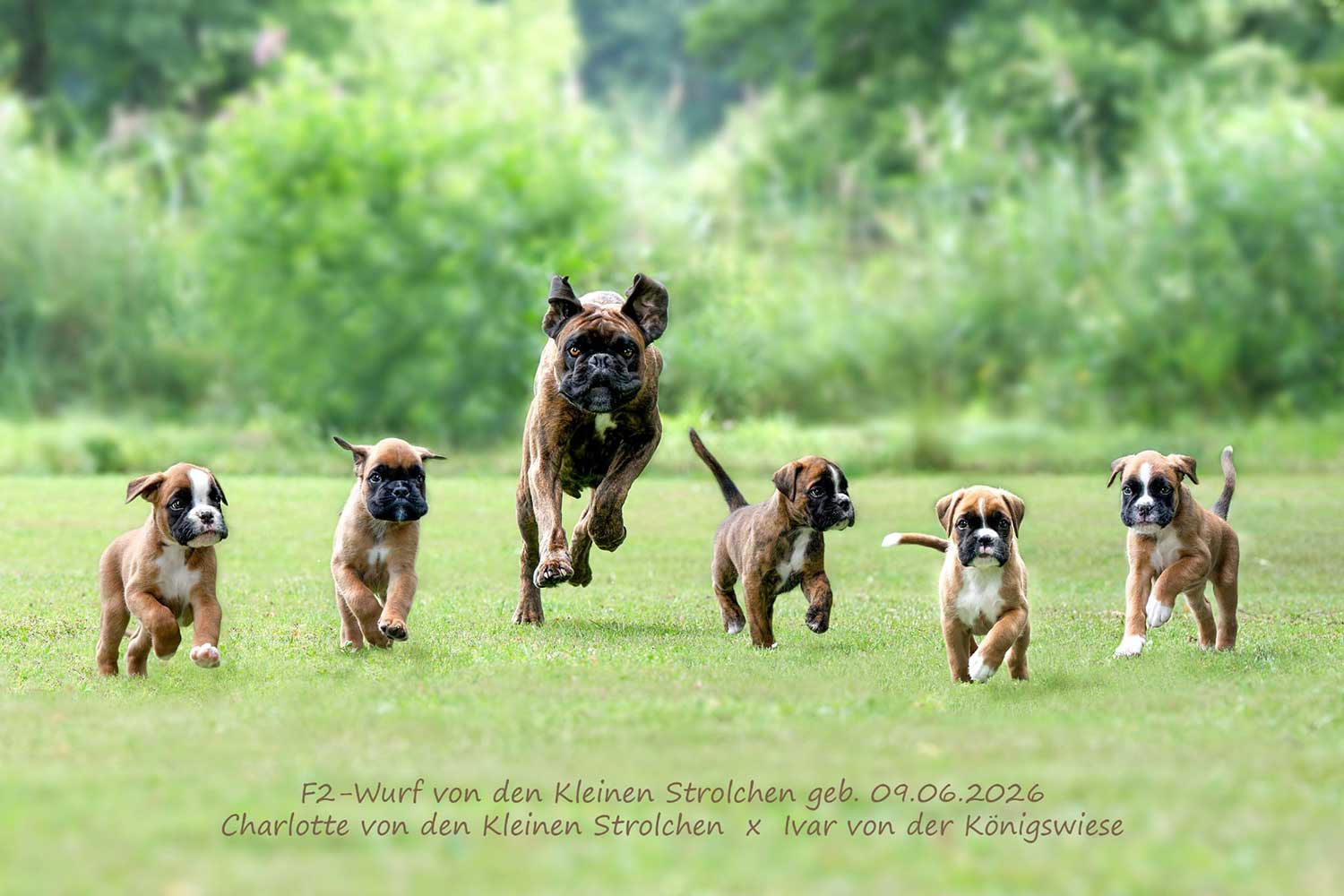 F2-Wurf-Lauf F2 Wurf von den Kleinen Strolchen